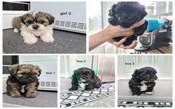 Shihpoo dogs for sale: Absolutely stunning F1 shihpoo puppies  - Image 1