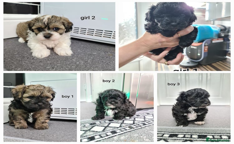 Shihpoo dogs - Advert 2