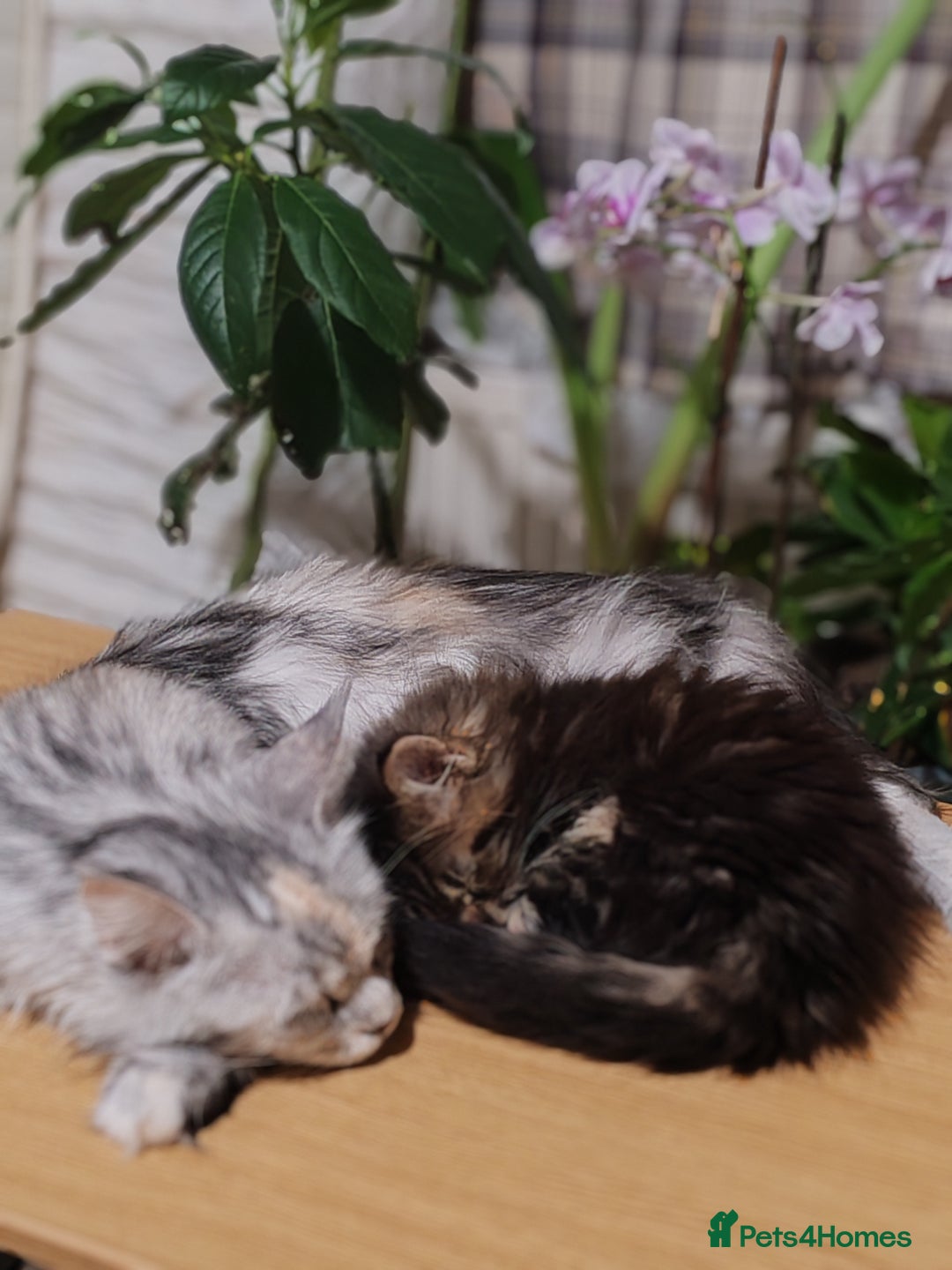 Maine Coon cats for sale: V. Vilma  - Advert 4