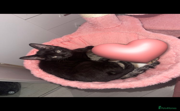 Mixed Breed cats - Advert 14