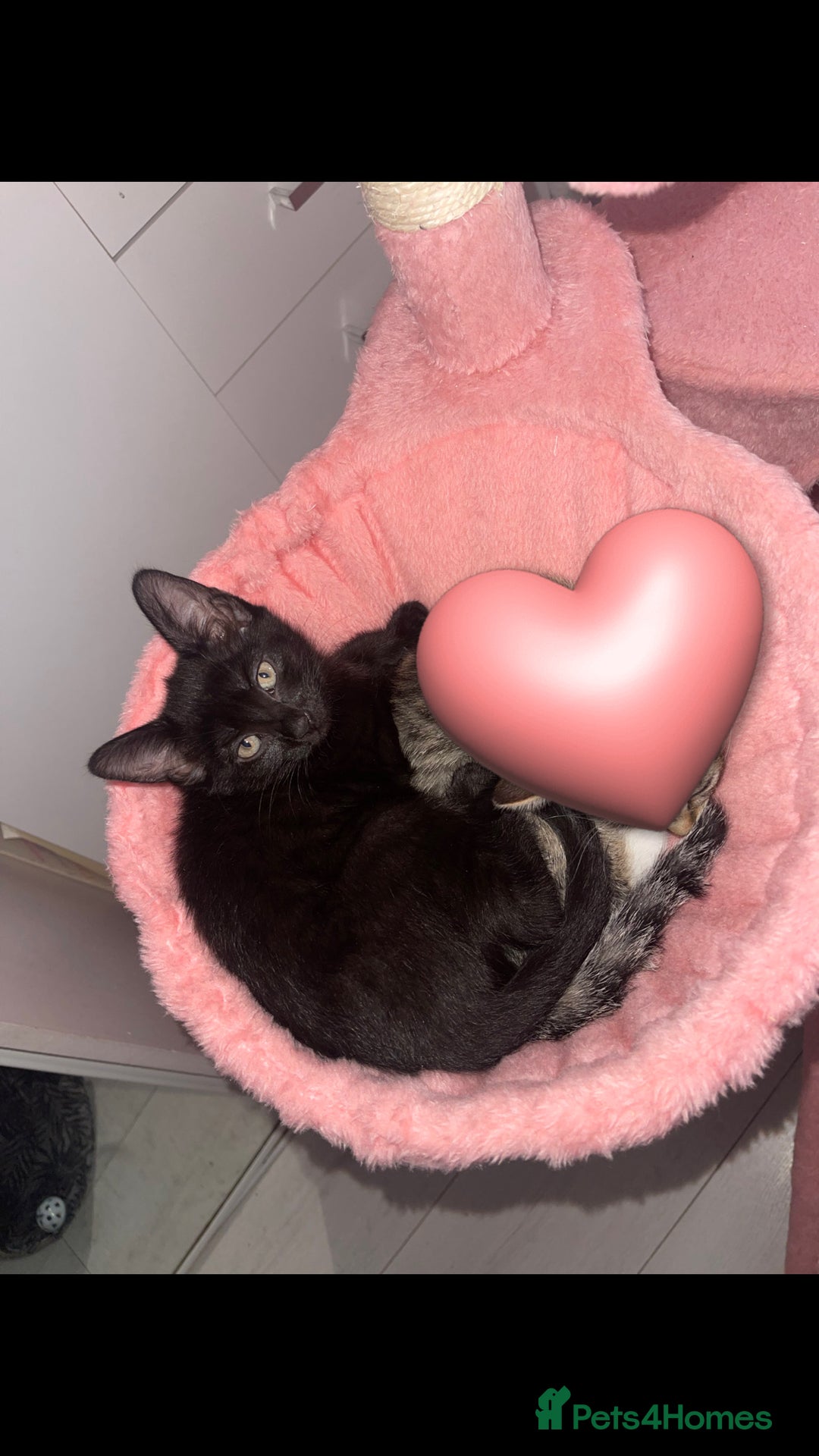 Mixed Breed cats for sale: Black 12 week old kitten loving beautiful girl - Image 1