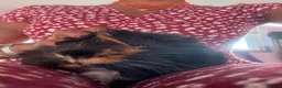 Guinea Pig rodents for sale: 2 male guinea pigs - Advert 5
