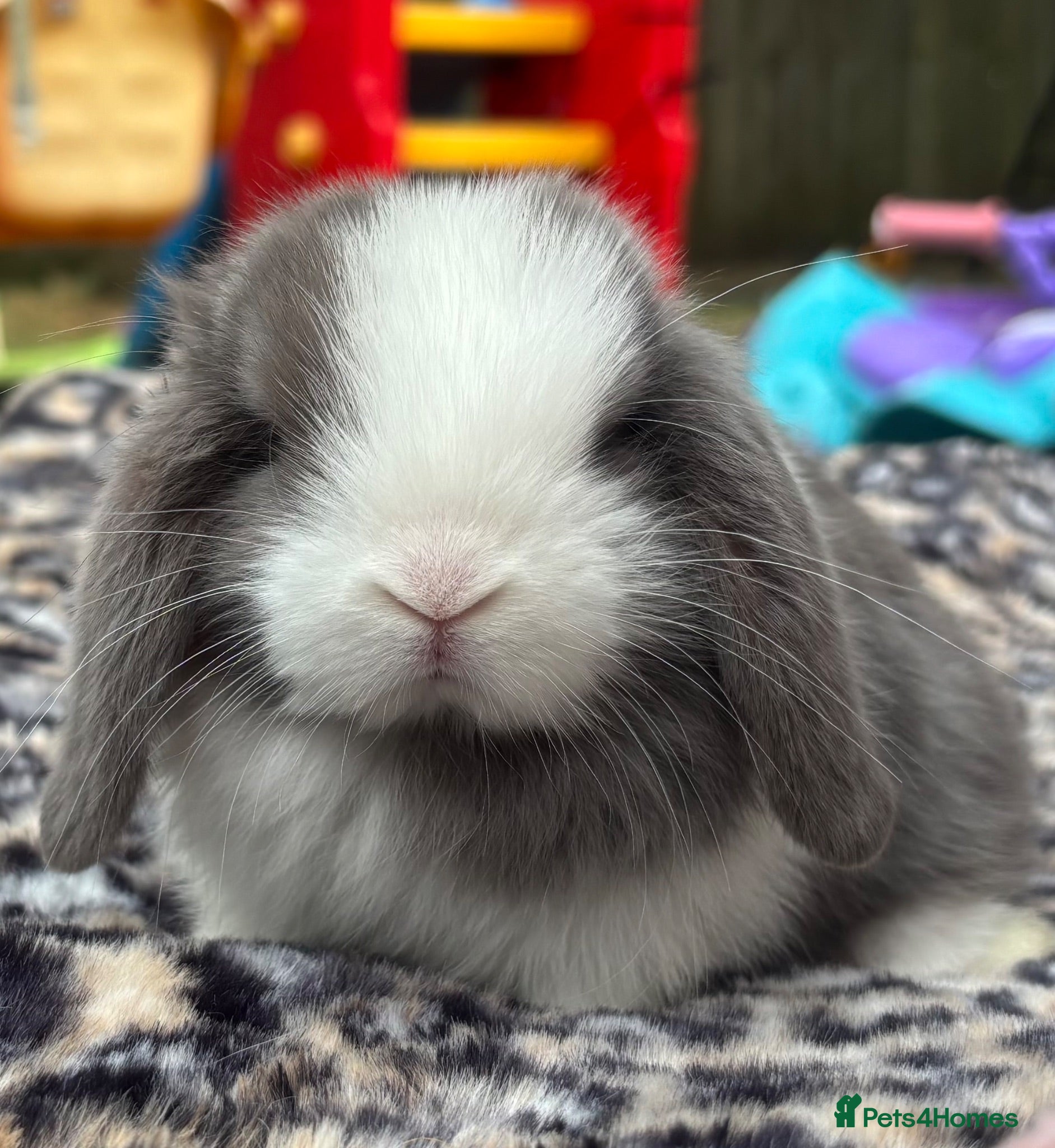 Mini Lop rabbits Pedigreed pure bred mini lops  - Advert 13