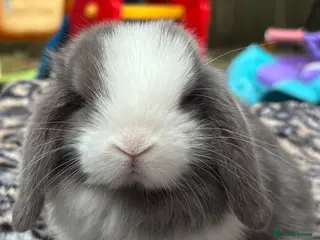 Mini Lop rabbits Pedigreed pure bred mini lops - Advert 13