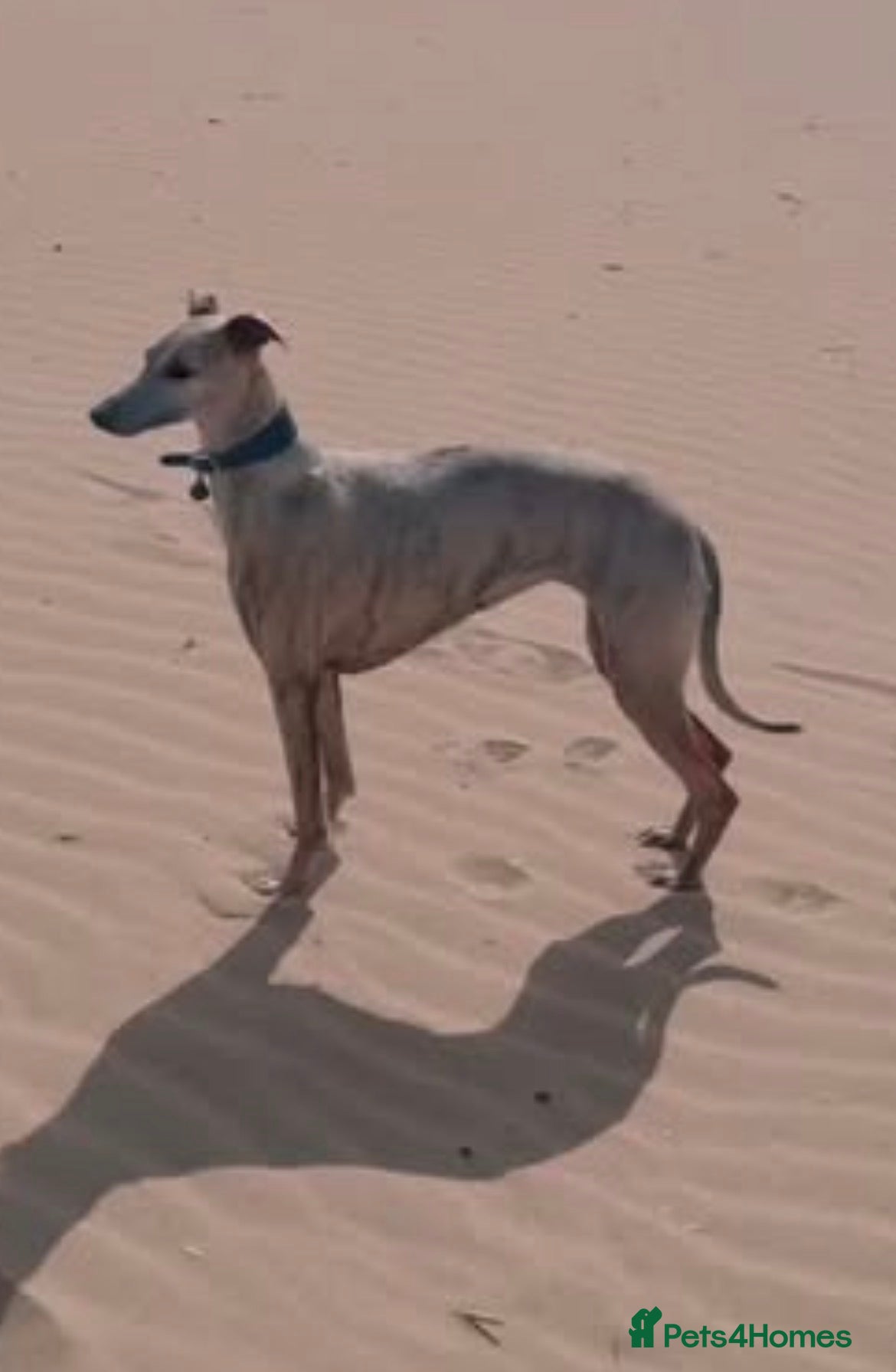 Mixed Breed dogs GENUINE HALF CROSS BEDDY WHIPPETS  - Advert 2