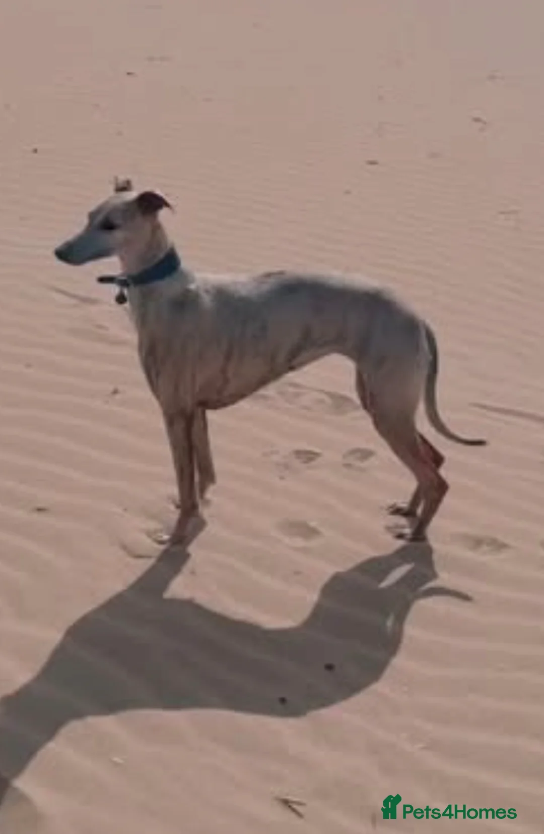 Mixed Breed dogs for sale: GENUINE HALF CROSS BEDDY WHIPPETS  in Liverpool - Advert 2