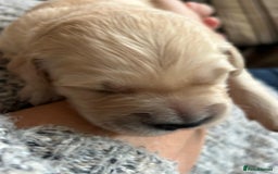 Golden Retriever dogs for sale: ✨ When Bella Met Loki 💛 - Image 14