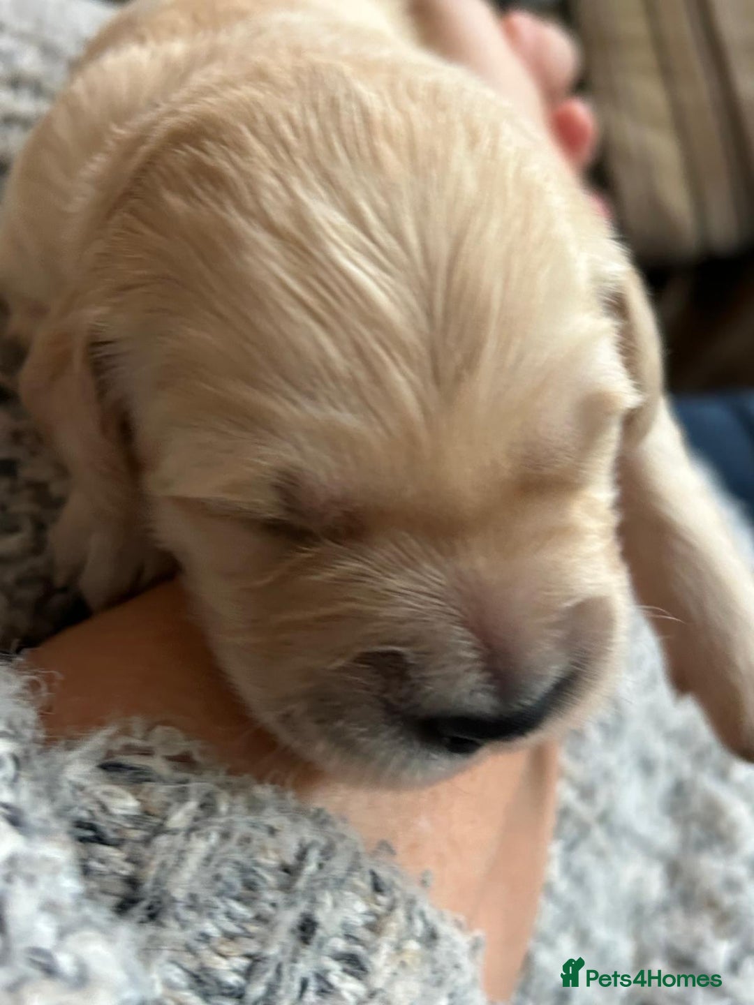 Golden Retriever dogs for sale: ✨ When Bella Met Loki 💛 - Image 14