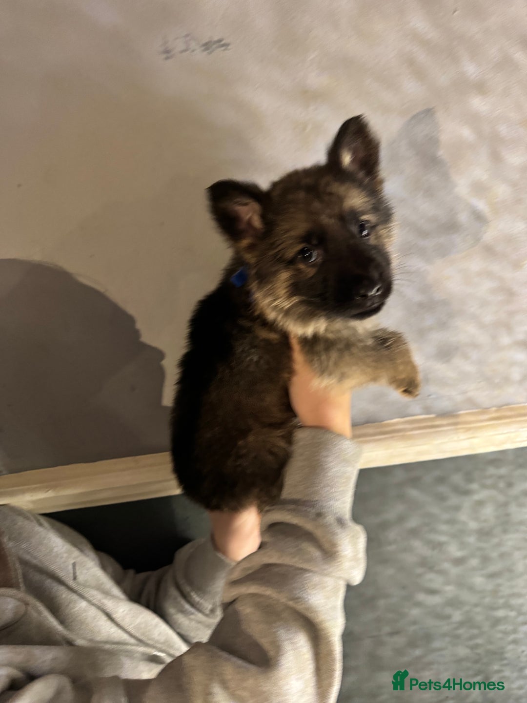 German Shepherd dogs for sale: Ready to meet your new best friend  - Advert 10