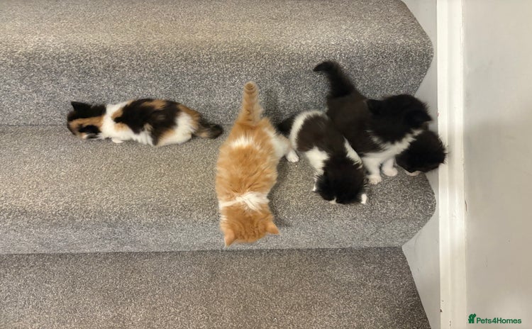 Mixed Breed cats - Advert 1