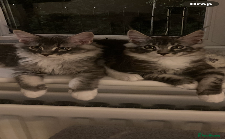 Maine Coon cats - Advert 2