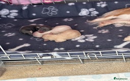 Chihuahua dogs for sale: Long coat chihuahua pups - Image 19