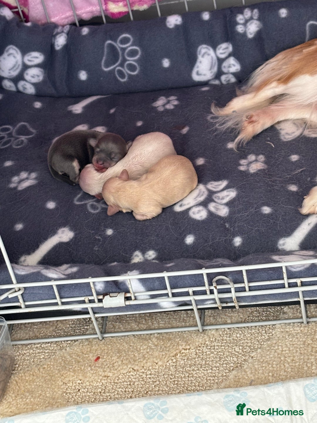 Chihuahua dogs for sale: Long coat chihuahua pups - Image 19