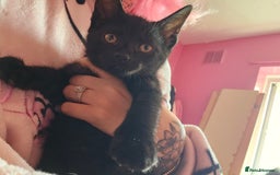 Domestic Shorthair cats for sale: Gorgeous black girl looking for her forever 🏡  - Image 2