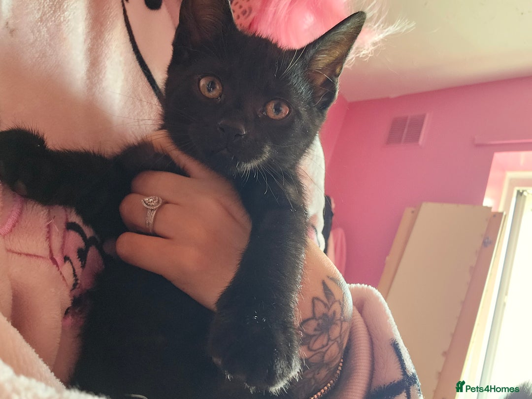 Domestic Shorthair cats for sale: Gorgeous black girl looking for her forever 🏡  - Image 2