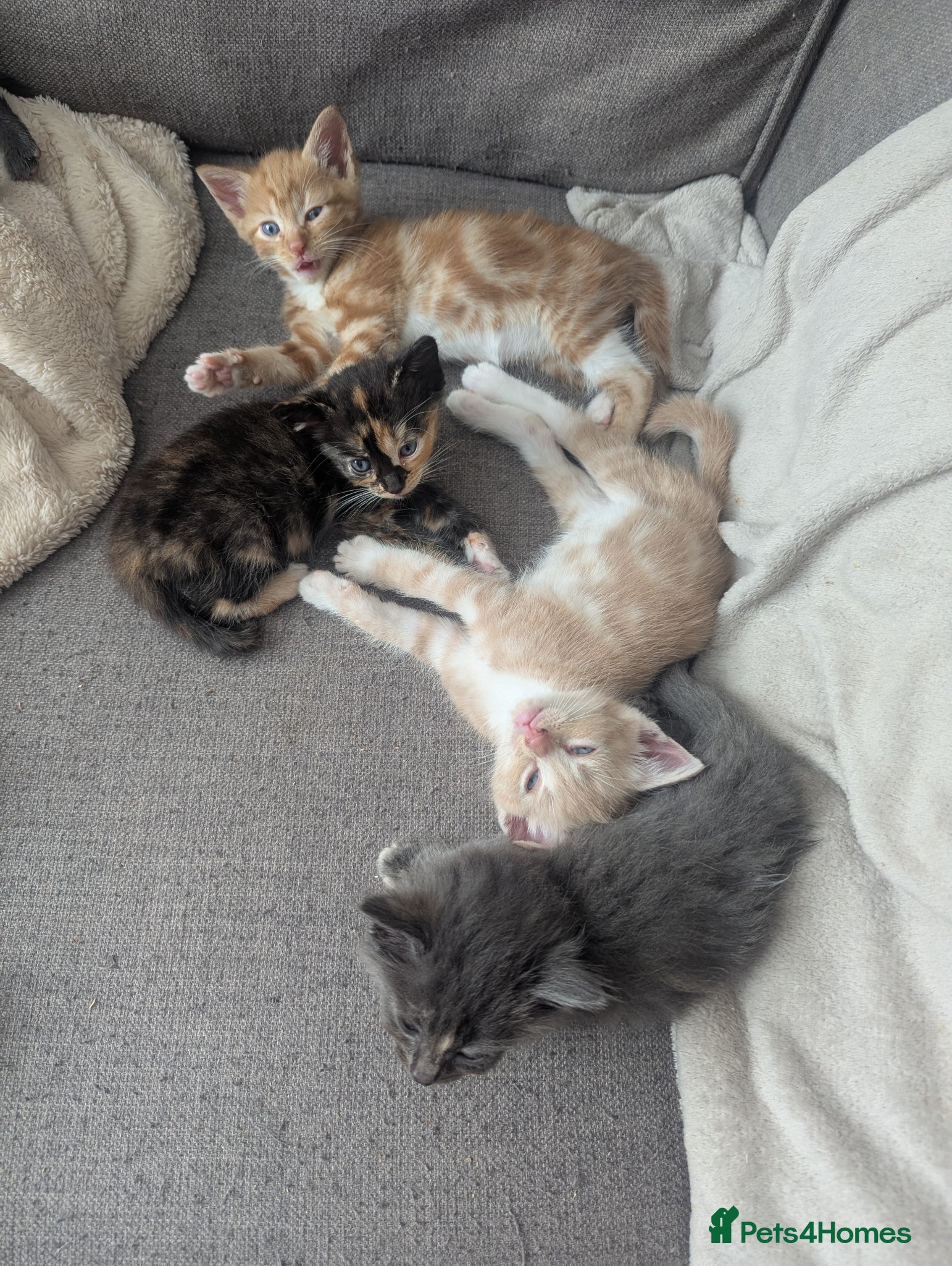 Mixed Breed cats for sale: Beautiful half ragdoll kittens  - Advert 5