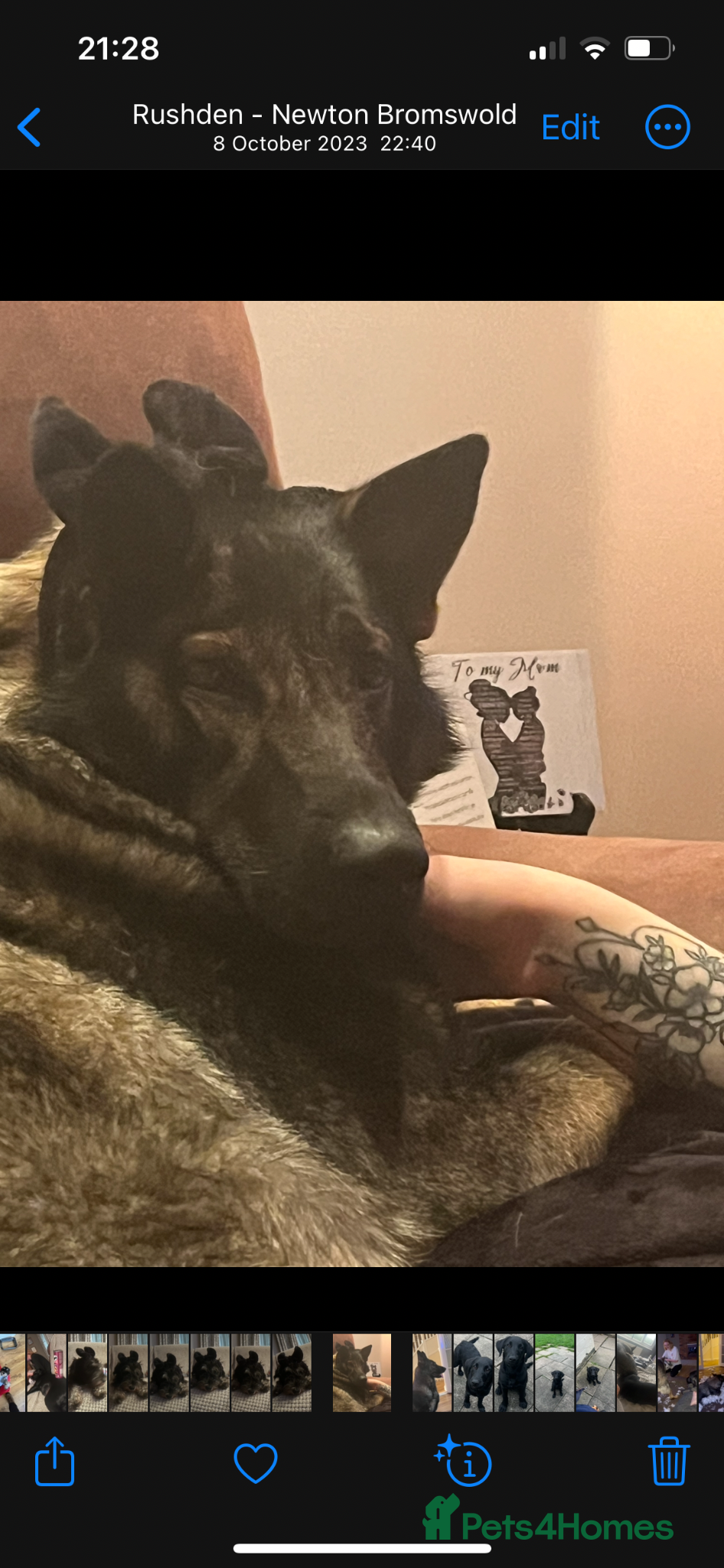 German Shepherd dogs for sale: Working lines GSD - Advert 4