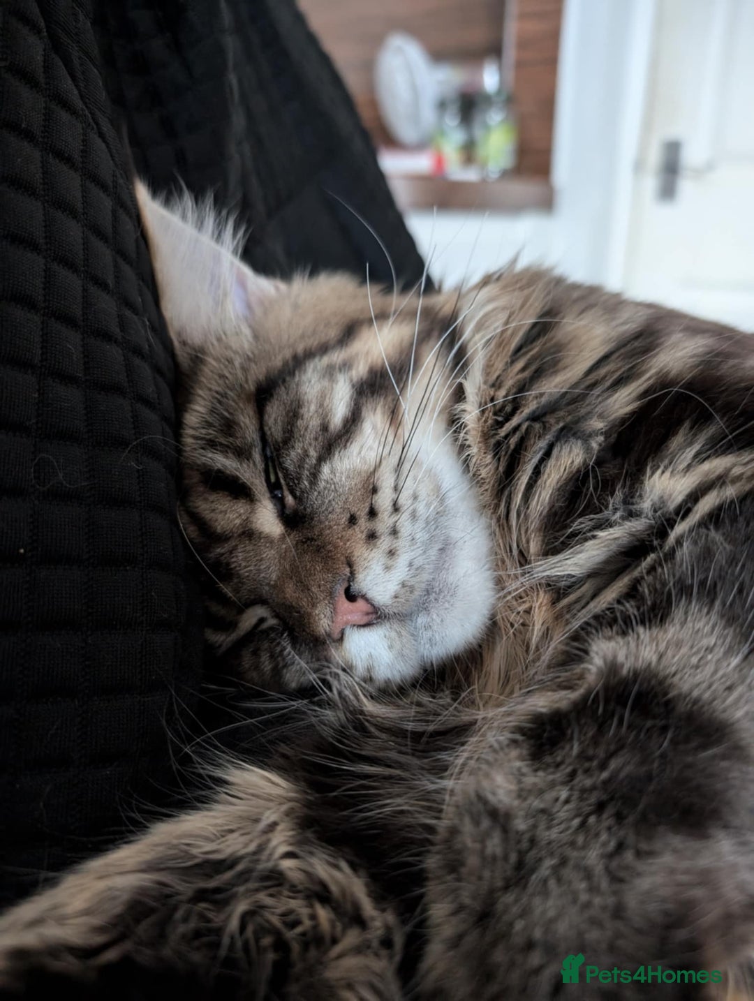 Maine Coon cats for sale: Active Maine Coon Tabby Boy Available  - Advert 6