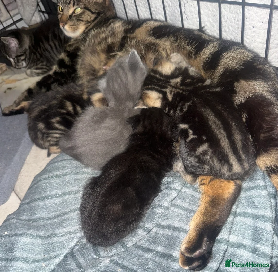 Mixed Breed cats for sale: Beautiful female Tabby and Black male kittens - Advert 1
