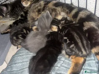 Mixed Breed cats Beautiful female Tabby and Black male kittens - Advert 16