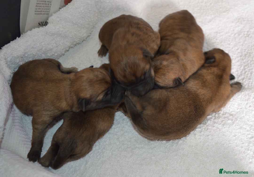 Cairn Terrier dogs for sale: GORGEOUS CAIRN TERRIER PUPPYS - Image 4