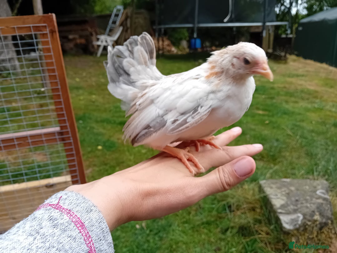 Chickens poultry for sale: Beautiful Tame Serama Trio - Handled Daily - Image 2