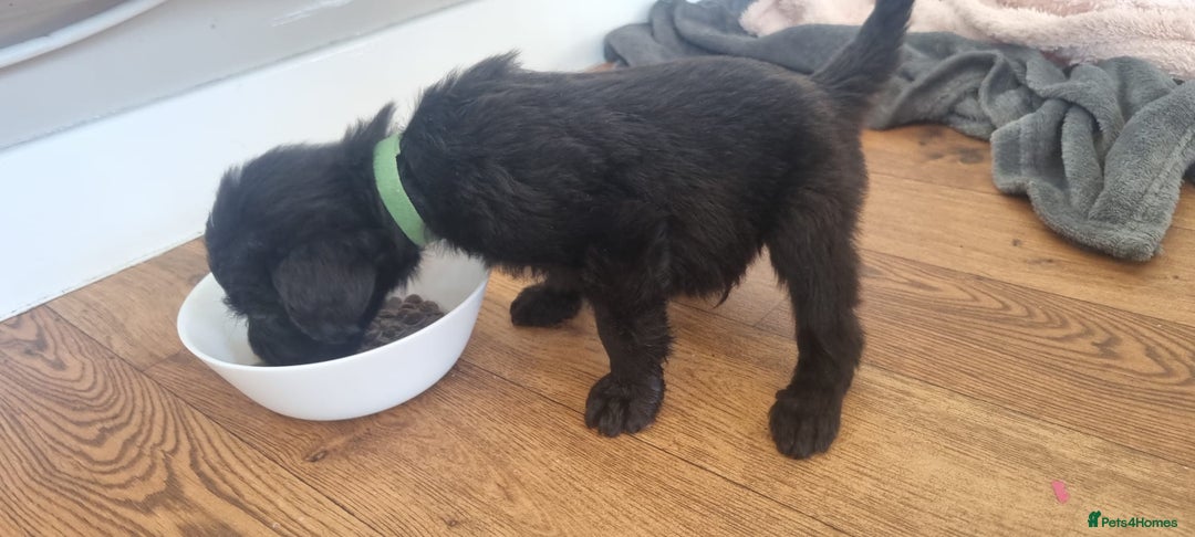Mixed Breed dogs for sale: Gorgeous Black Poogledoodles Kid-Friendly Beauties - Image 16