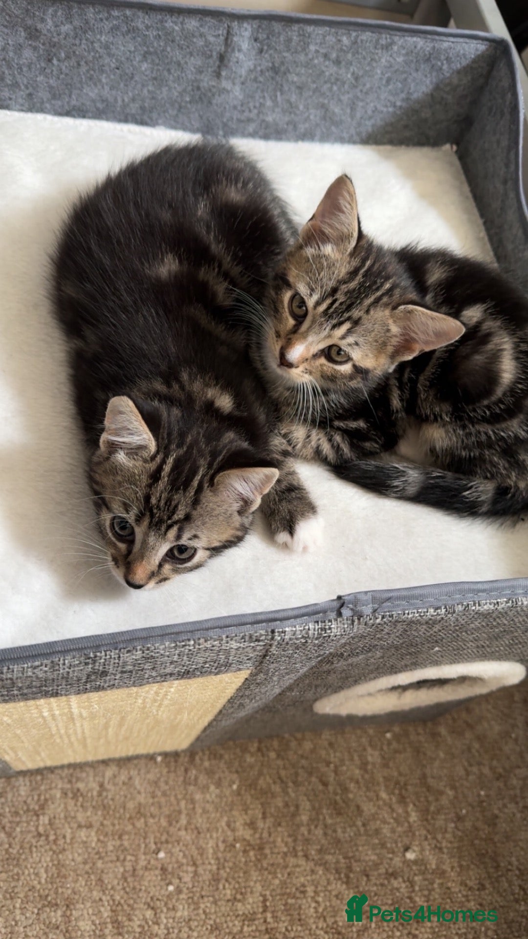 Bengal cats for sale: Stunning cross bengal kittens  - Advert 6