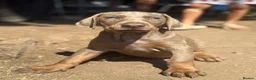Dobermann dogs for sale: 💝🐾 Ready Now Chunky KC Registered pups 🐾 💝 - Advert 33