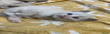 Toast - Blue Bicolour Boy