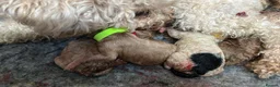 Cavapoochon dogs for sale: Beautiful Cavapoochon Puppies ready for  **  - Advert 13