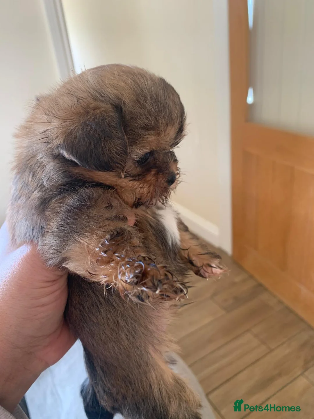 Shih Tzu dogs for sale: 2 Female Shih Tzu Puppies – Ready Soon - Advert 4