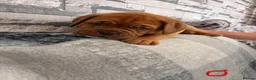 Dogue De Bordeaux dogs for sale: Stunning KC Dogue de Bordeaux Puppies - Advert 14