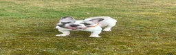 French Bulldog dogs for sale: French bulldog in Clydebank - Advert 2
