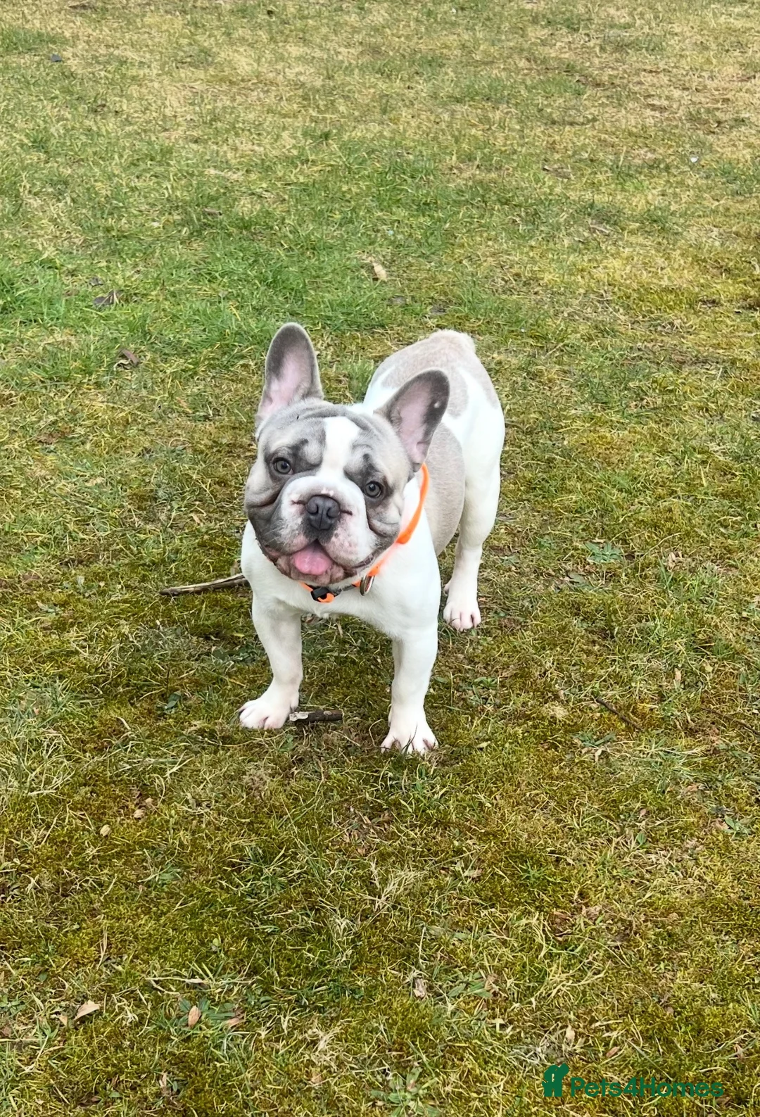 French Bulldog dogs for sale: French bulldog in Clydebank - Advert 2