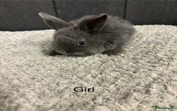 Mini Lop rabbits for sale: Stunning mini lop babies  - Image 5