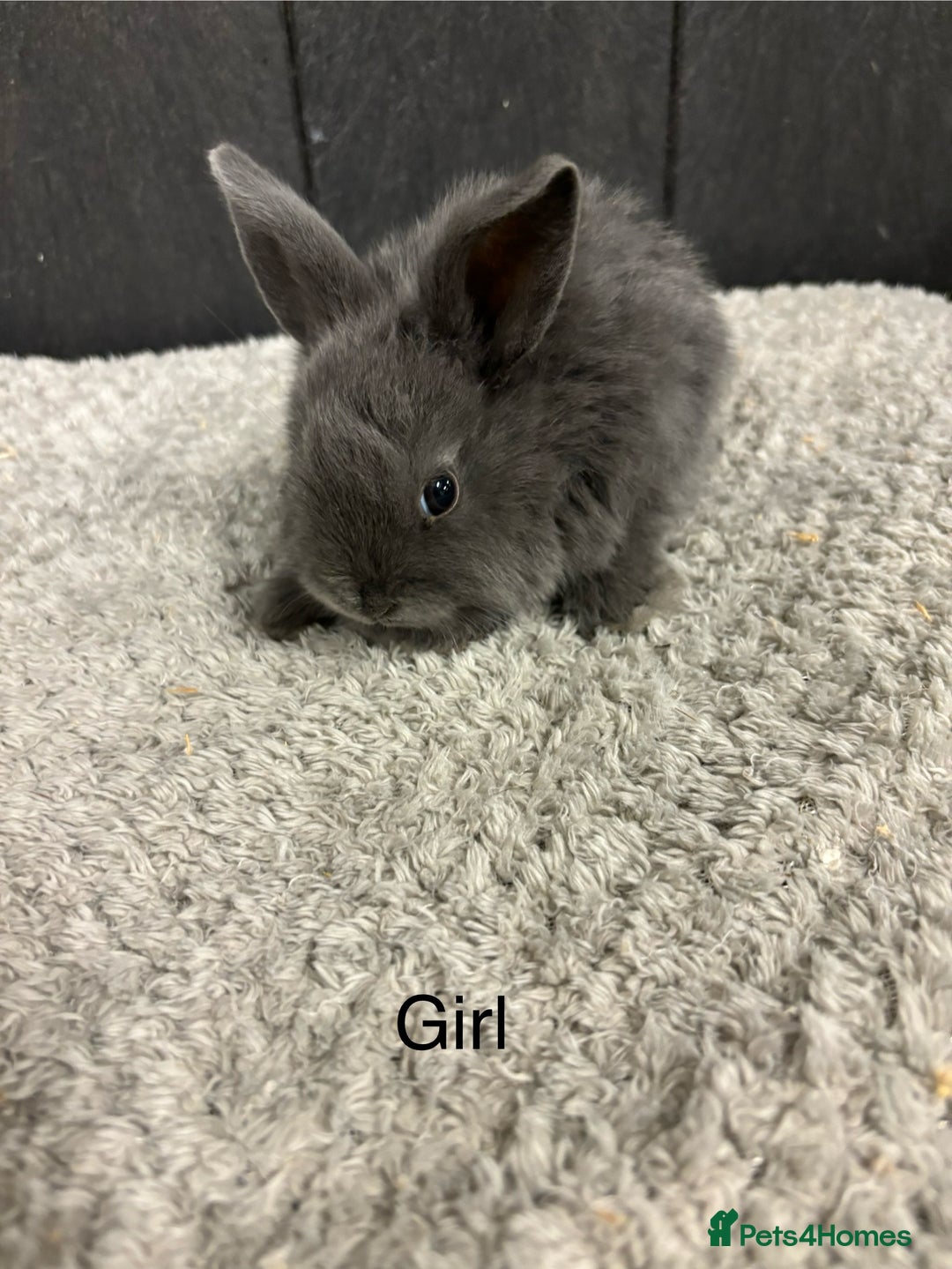 Mini Lop rabbits for sale: Stunning mini lop babies  - Image 5
