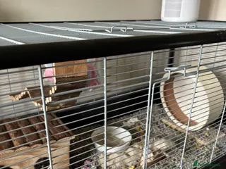 Hamster rodents Syrian Hamster Cage - Advert 3