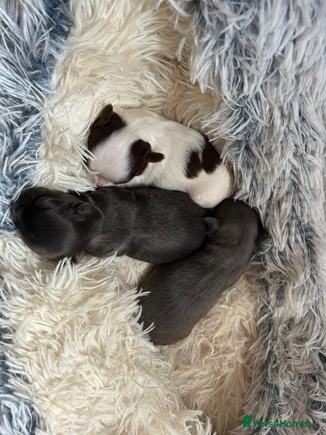 Chihuahua dogs for sale: Chihuahua teacup - Image 17