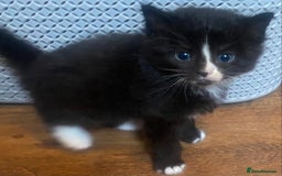 Mixed Breed cats for sale: Beautiful long haired kittens - Image 7