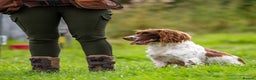 English Springer Spaniel dogs for stud: DNA Tested & Hip/Elbow scored Springer - Bryn in Carmarthen - Advert 9