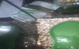 Frog reptiles for sale: Frog for sale  - Image 6