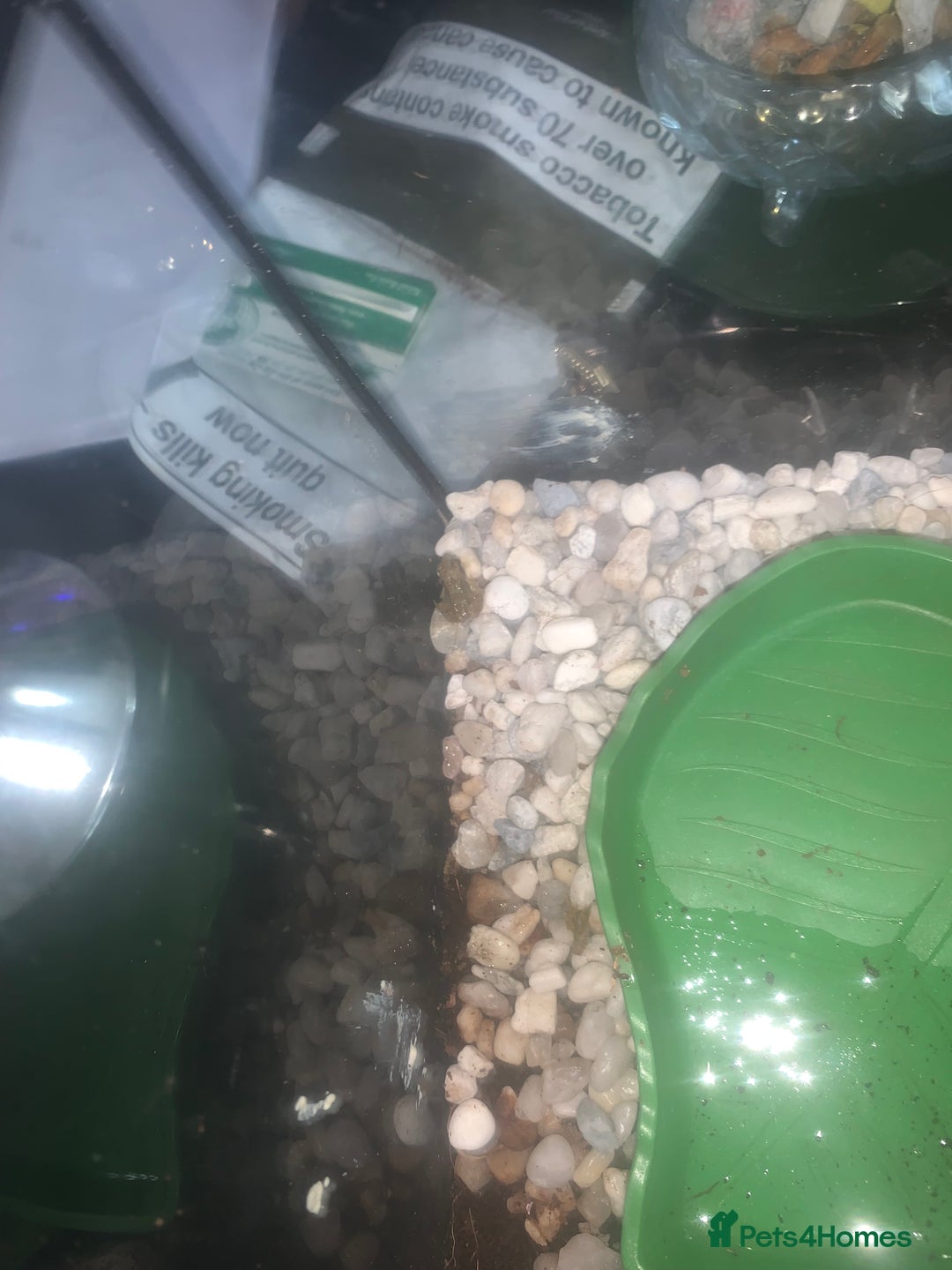 Frog reptiles for sale: Frog for sale  - Image 6