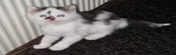 Mixed Breed cats for sale: Cute kitten ready for new home - Advert 2