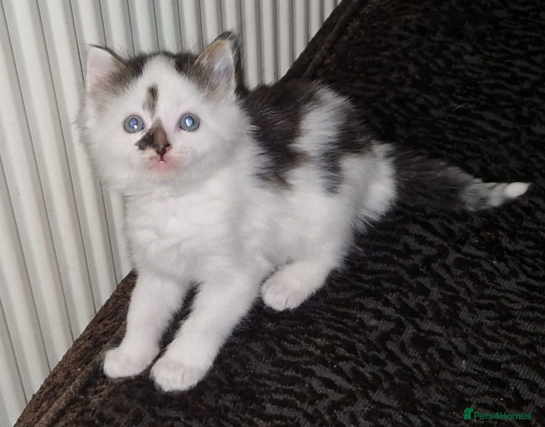 Mixed Breed cats for sale: Cute kitten ready for new home - Advert 2