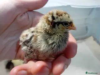 Chickens poultry ✨ Super Tame Serama Chicks Available ✨ - Advert 11