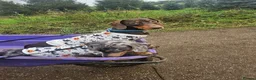Dachshund dogs for sale: Ted & Milo - Advert 8