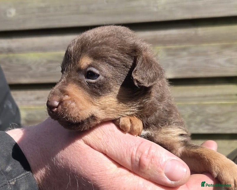 Mixed Breed dogs Beautiful Lakeland Terrier/Poodle Puppies - Advert 1