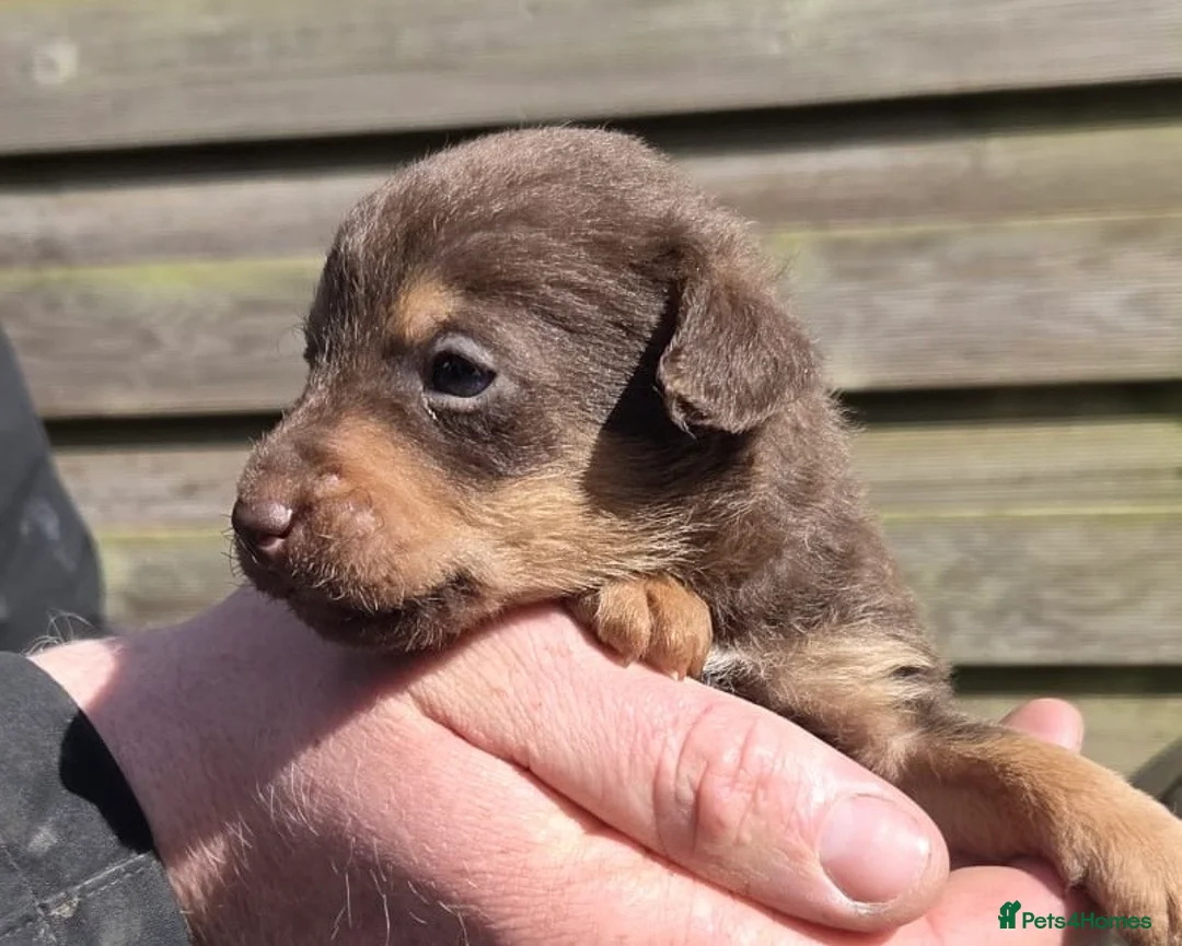 Mixed Breed dogs for sale: Beautiful Lakeland Terrier/Poodle Puppies - Advert 1