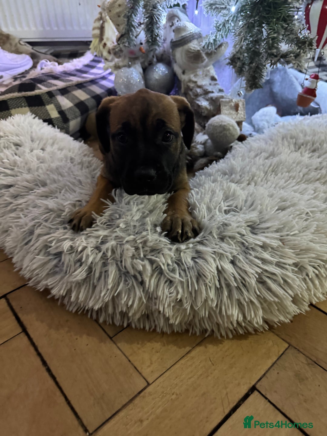Mixed Breed dogs for sale: American Staff x Bullmastiff Pups  - Advert 20